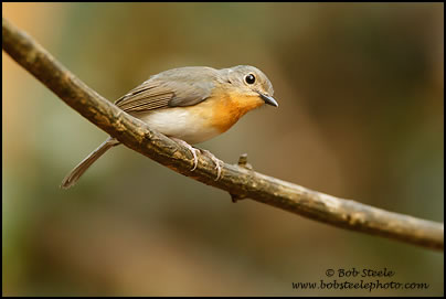Tickell's Blue-Flycatcher (Cyornis tickelliae)