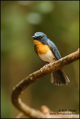 Tickell's Blue-Flycatcher (Cyornis tickelliae)