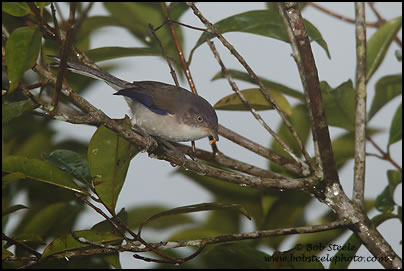 Blue-winged Minla (Minla cyanouroptera)
