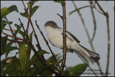 Blue-winged Minla (Minla cyanouroptera)