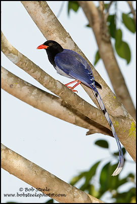 Blue Magpie (Urocissa erythrorhyncha)