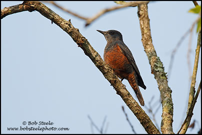 Blue Rock-Thrush (Monticola solitarius)