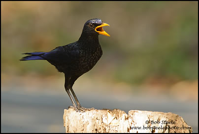 Blue Whistling-Thrush (Myophonus caeruleus)