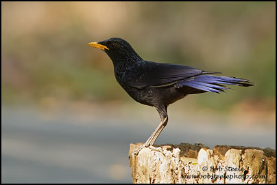 Blue Whistling-Thrush (Myophonus caeruleus)