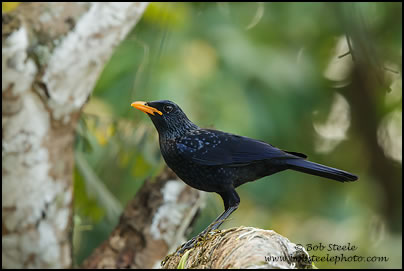 Blue Whistling-Thrush (Myophonus caeruleus)