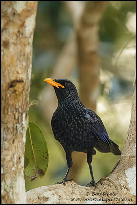 Blue Whistling-Thrush (Myophonus caeruleus)