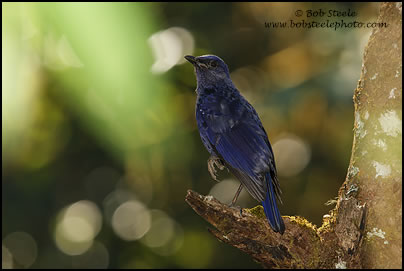 Blue Whistling-Thrush (Myophonus caeruleus)