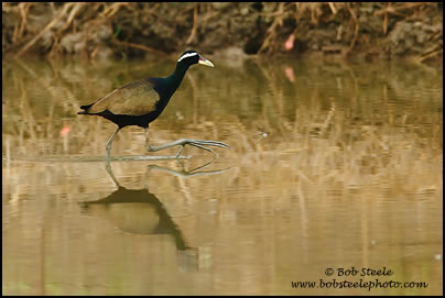 Bronze-winged Jacana (Metopidius indicus)