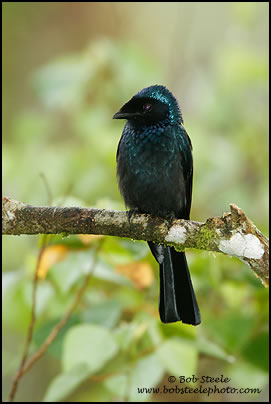 Bronzed Drongo (Dicrurus aeneus)