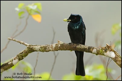 Bronzed Drongo (Dicrurus aeneus)
