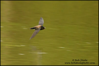 Brown-backed Needletail (Hirundapus giganteus)