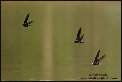 Brown-backed Needletail (Hirundapus giganteus)
