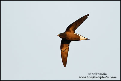 Brown-backed Needletail (Hirundapus giganteus)