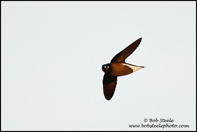 Brown-backed Needletail (Hirundapus giganteus)