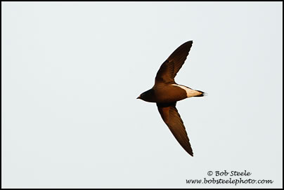 Brown-backed Needletail (Hirundapus giganteus)