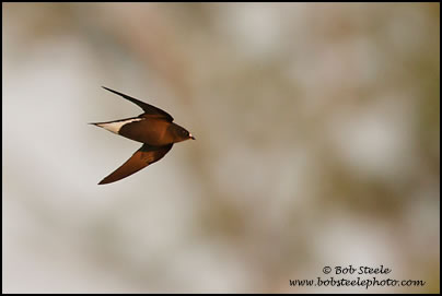 Brown-backed Needletail (Hirundapus giganteus)