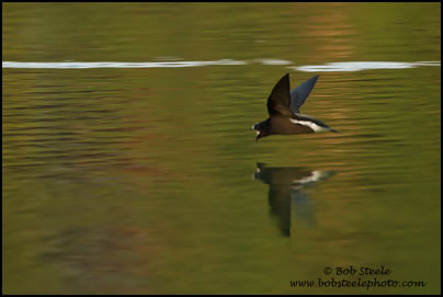 Brown-backed Needletail (Hirundapus giganteus)