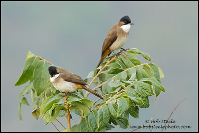 Brown-breasted Bulbul (Pycnonotus xanthorrhous)