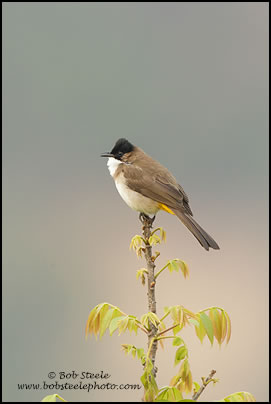 Brown-breasted Bulbul (Pycnonotus xanthorrhous)