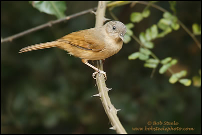 Brown-cheeked Fulvetta (Alcippe poioicephala)
