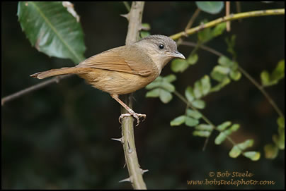Brown-cheeked Fulvetta (Alcippe poioicephala)
