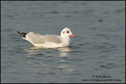 Brown-headed Gull (Larus brunnicephalus)