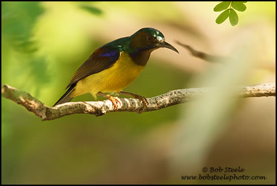 Brown-throated Sunbird (Anthreptes malacensis)