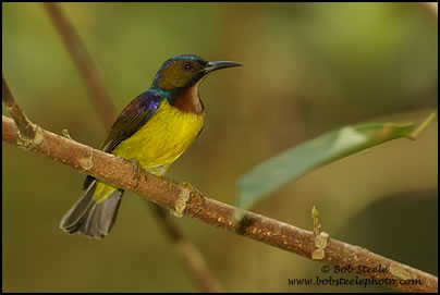 Brown-throated Sunbird (Anthreptes malacensis)