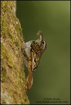 Brown-throated Tree-Creeper (Certhia discolor)