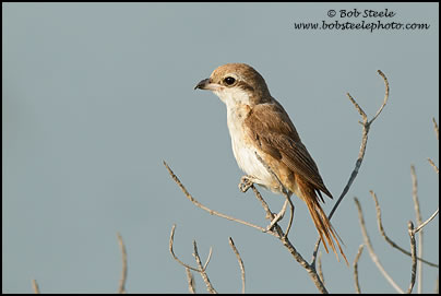 Brown Shrike (Lanius cristatus)