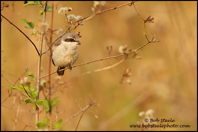 Brown Shrike (Lanius cristatus)