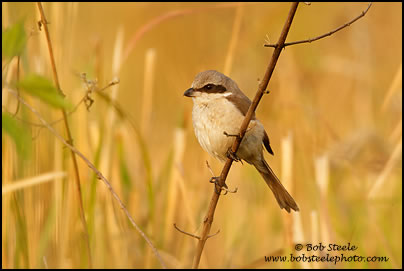 Brown Shrike (Lanius cristatus)