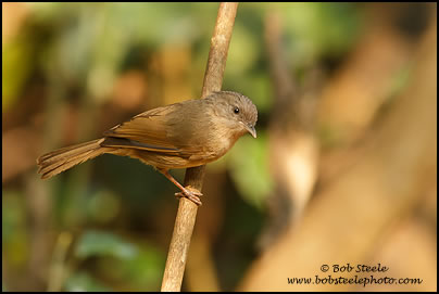 Buff-breasted Babbler (Pellorneum tickelli)