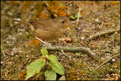 Buff-breasted Babbler (Pellorneum tickelli)