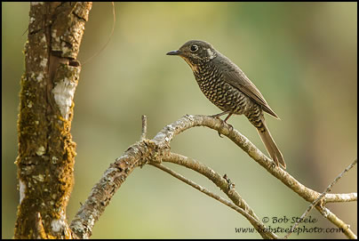 Chestnut-bellied Rock Thrush (Monticola rufiventris)