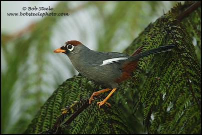 Chestnut-capped Laughingthrush (Garrulax mitratus)