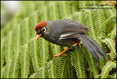 Chestnut-capped Laughingthrush (Garrulax mitratus)