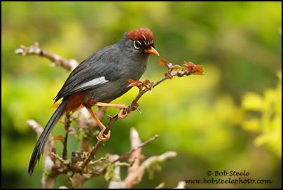 Chestnut-capped Laughingthrush (Garrulax mitratus)