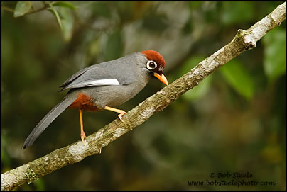 Chestnut-capped Laughingthrush (Garrulax mitratus)