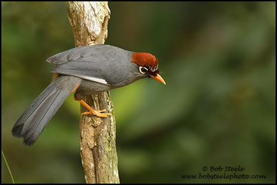 Chestnut-capped Laughingthrush (Garrulax mitratus)