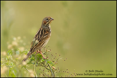 Chestnut-eared Bunting (Emberiza fucata)