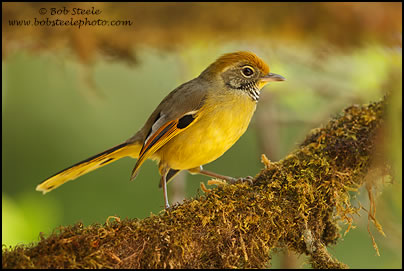 Chestnut-tailed Minla (Minla strigula)