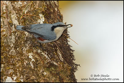 Chestnut-vented Nuthatch (Sitta nagaensis)