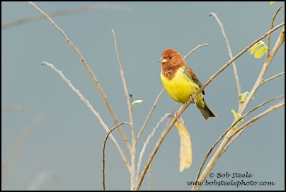 Chestnut Bunting (Emberiza rutila)