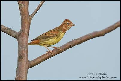 Chestnut Bunting (Emberiza rutila)