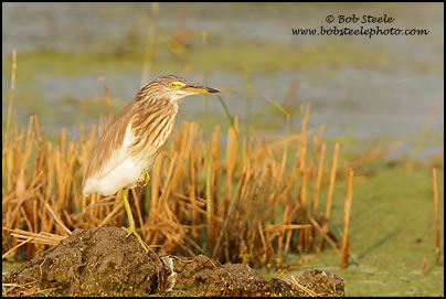 Chinese Pond-Heron (Ardeola bacchus)