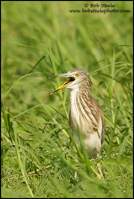 Chinese Pond-Heron (Ardeola bacchus)