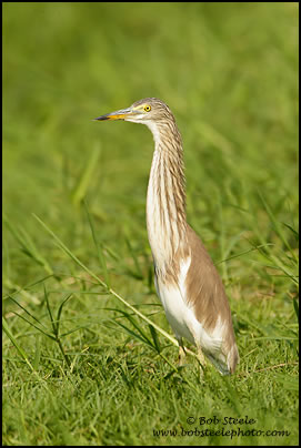 Chinese Pond-Heron (Ardeola bacchus)