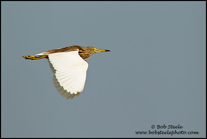 Chinese Pond-Heron (Ardeola bacchus)