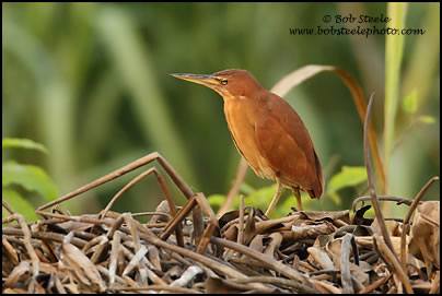 Cinnamon Bittern (Ixobrychus cinnamomeus)